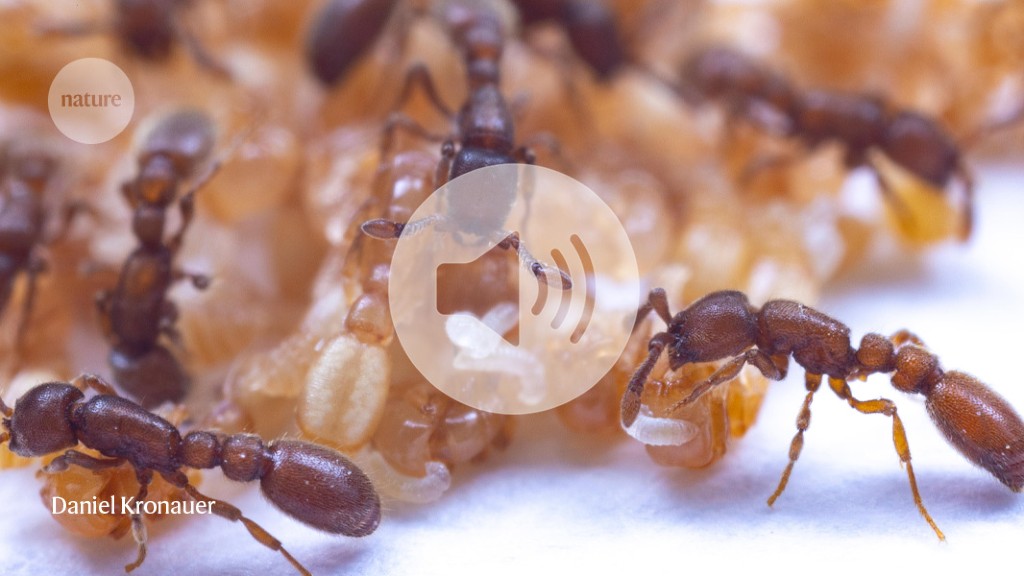 Mysterious fluid from ant pupae helps feed colony