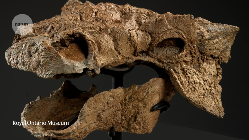 Dinosaurs bashed each other with built-in tail clubs