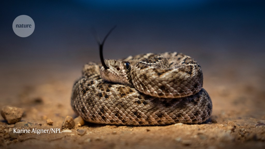 How a rattlesnake avoids suffering from its own venom