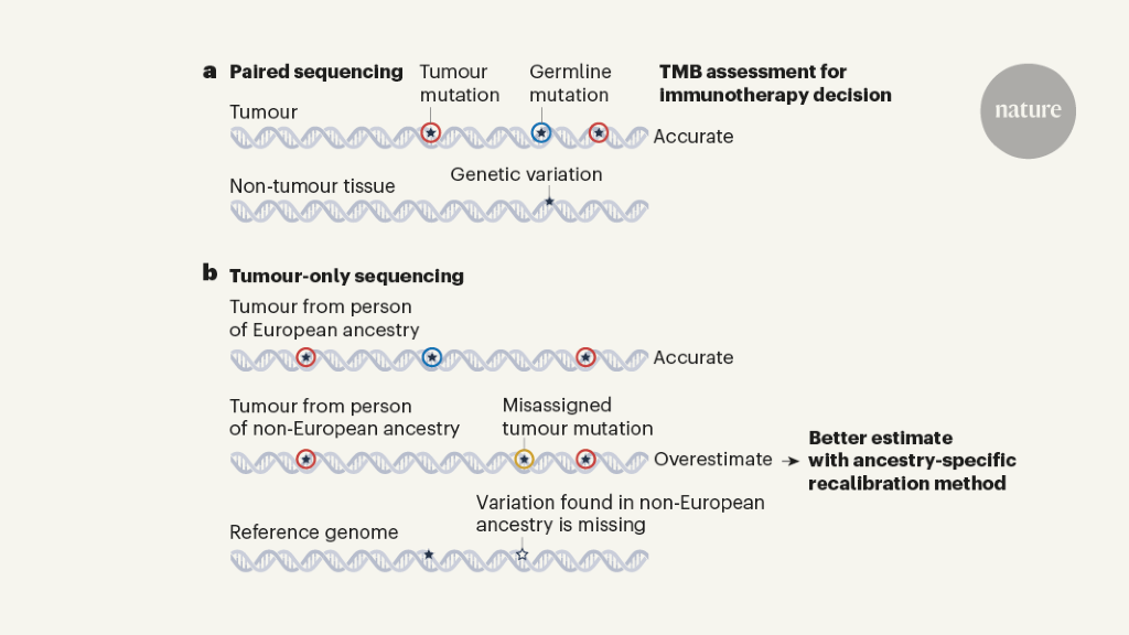 A refined use of mutations to guide immunotherapy decisions