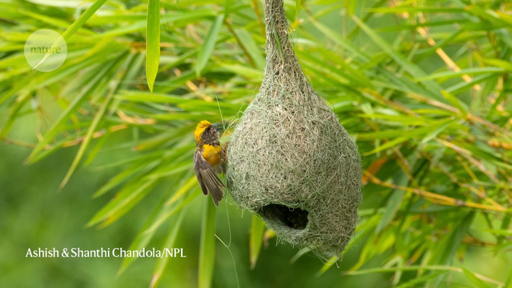 Where baby birds thrive: plush but precarious hangouts