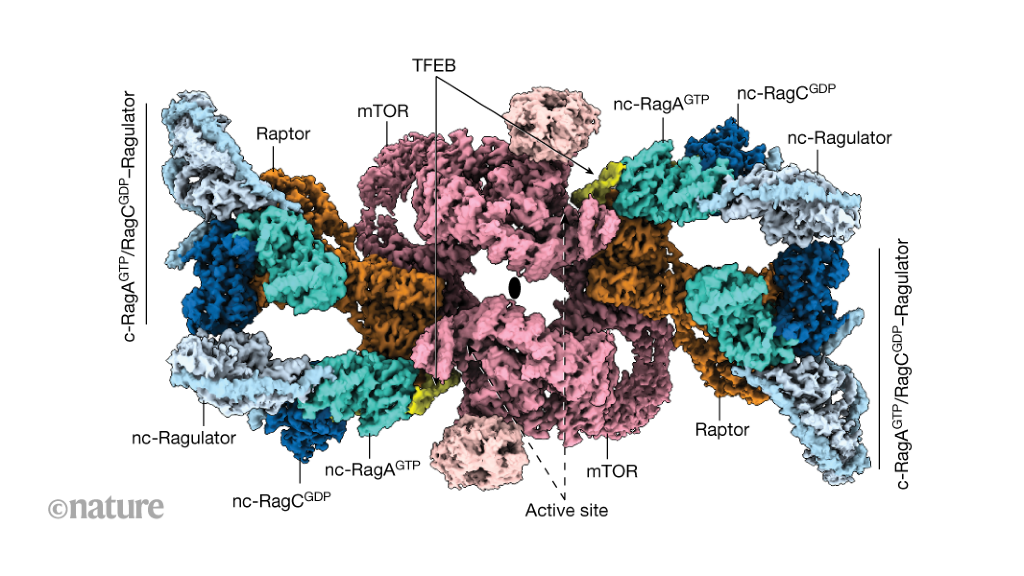 A transient protein megacomplex that controls degradation of cell components