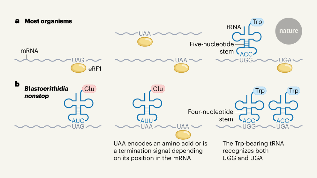 No stopping with a short-stem transfer RNA