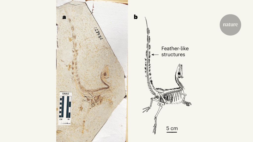 25th anniversary of the first known feathered dinosaurs