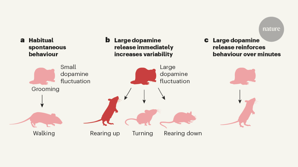 Spontaneous behaviour is shaped by dopamine in two ways