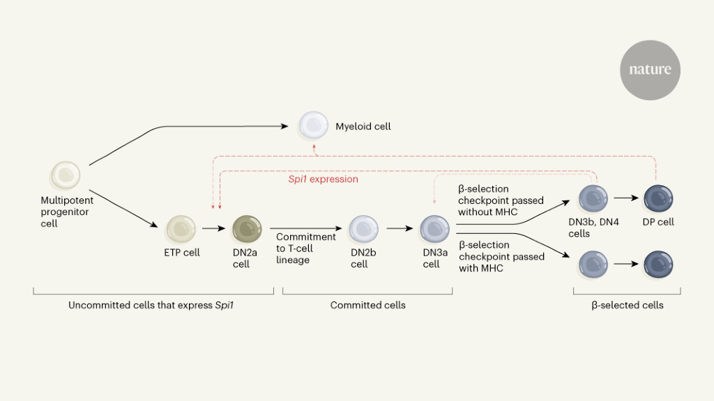 The β-selection step shapes T-cell identity
