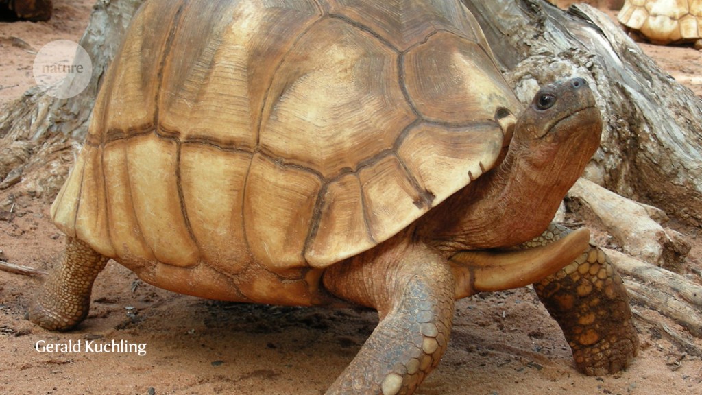 Fossils reveal a big tortoise that once plodded island shores