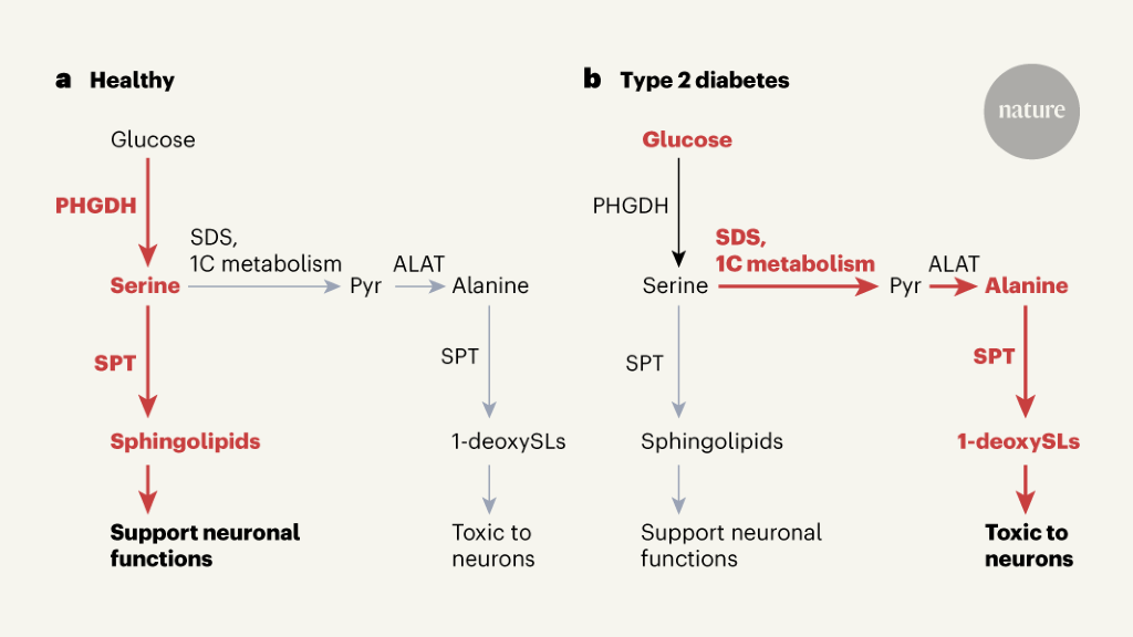 Serine deficiency causes complications in diabetes