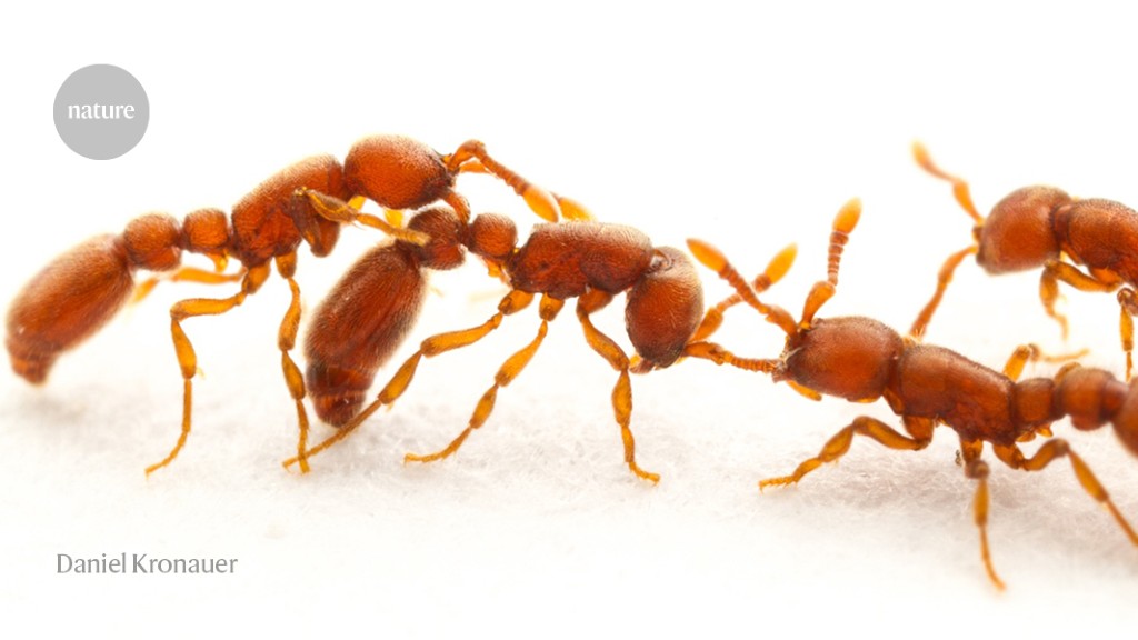 Transgenic ants shed light on insects’ sense of smell