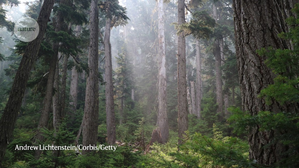 Unspoilt forests fall to feed the global supply chain