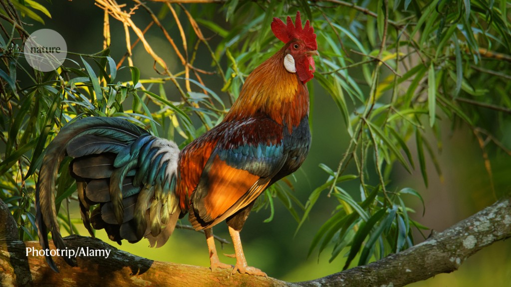 Chickens’ DNA is fouling the genomes of their wild relatives