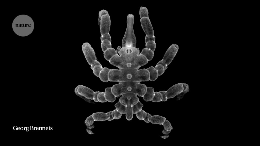 A new spin on regeneration: sea spiders regrow guts, muscles and more