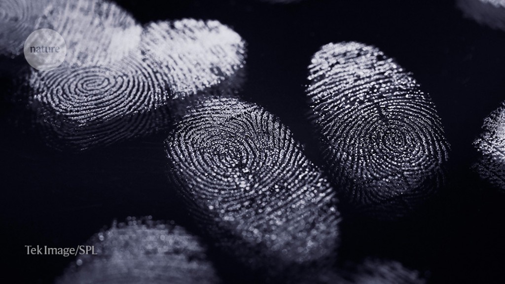 How fingerprints get their one-of-a-kind swirls