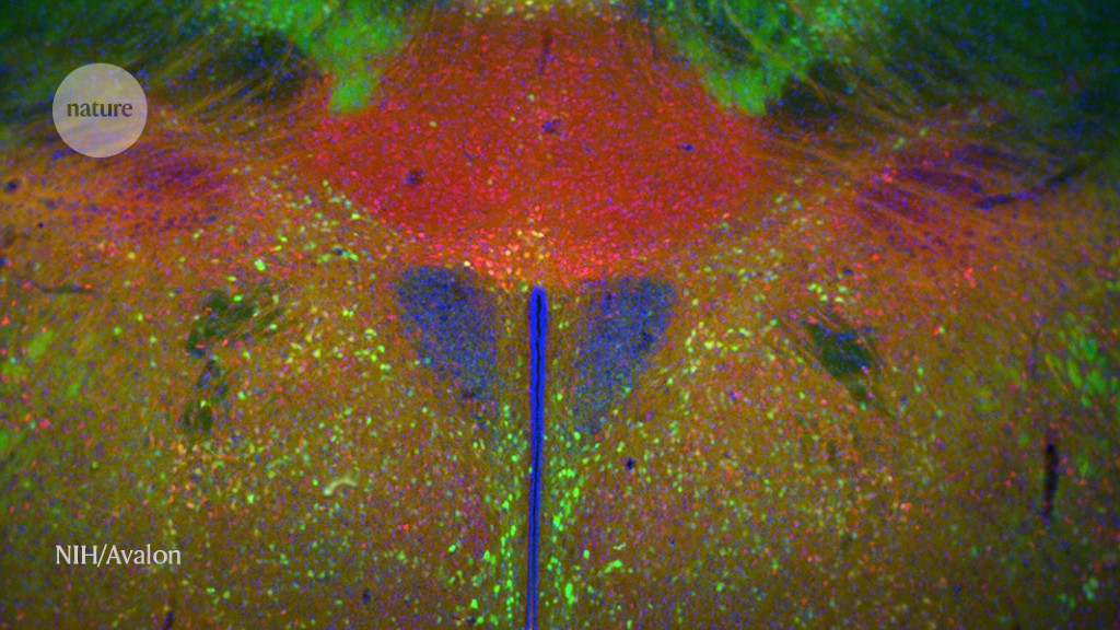 ‘Mirror neurons’ fire up during mouse battles