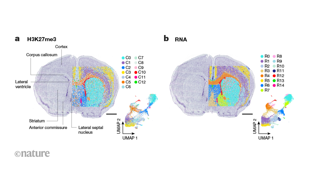 Gene expression and epigenetic regulation co-mapped in brain tissues