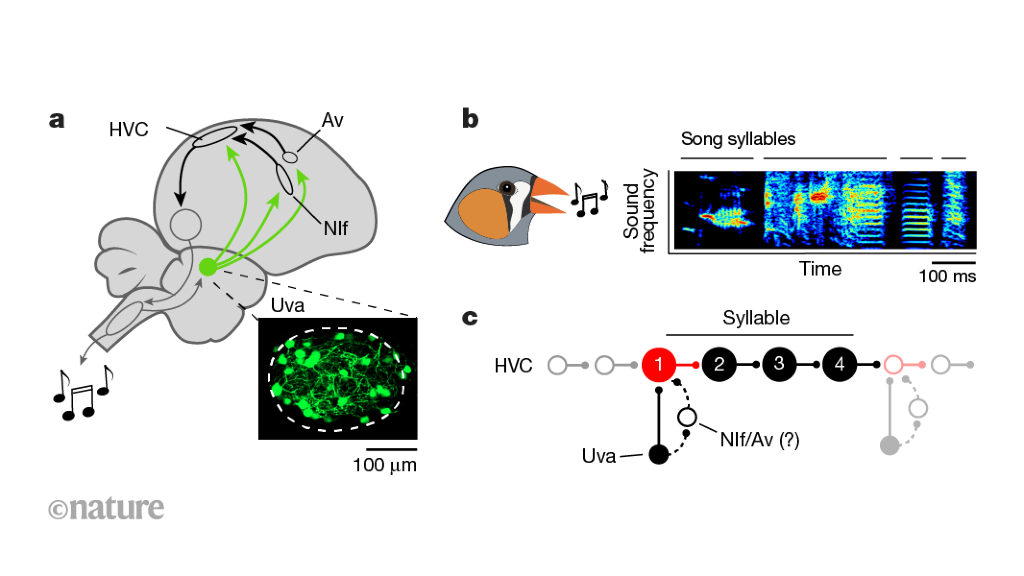 Birdsong sequences initiated by a small cluster of cells in the brain