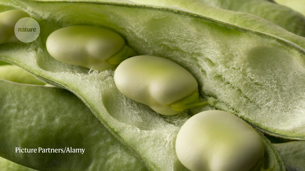Huge broad-bean genome could improve yields of an underused crop