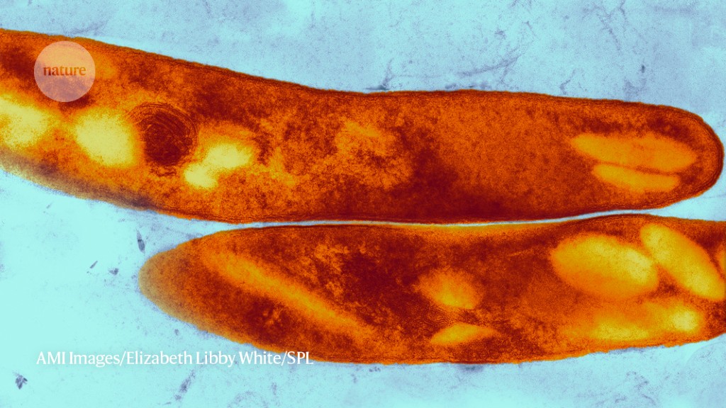 Custom-built drug shows its powers against tuberculosis