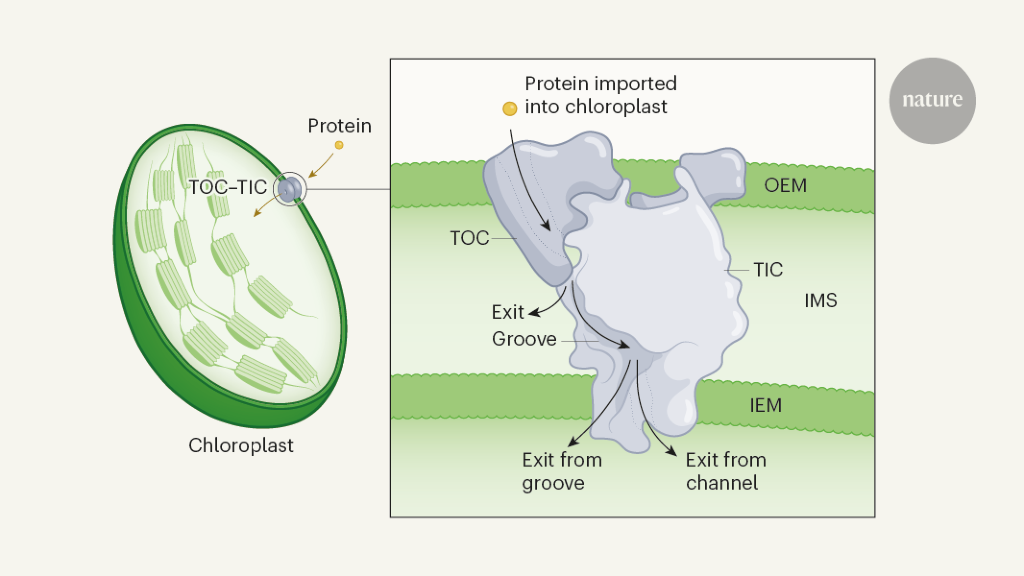Path unveiled for protein entry into chloroplasts