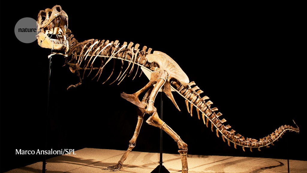 Big dino, little dino: how T. rex’s relatives changed their size