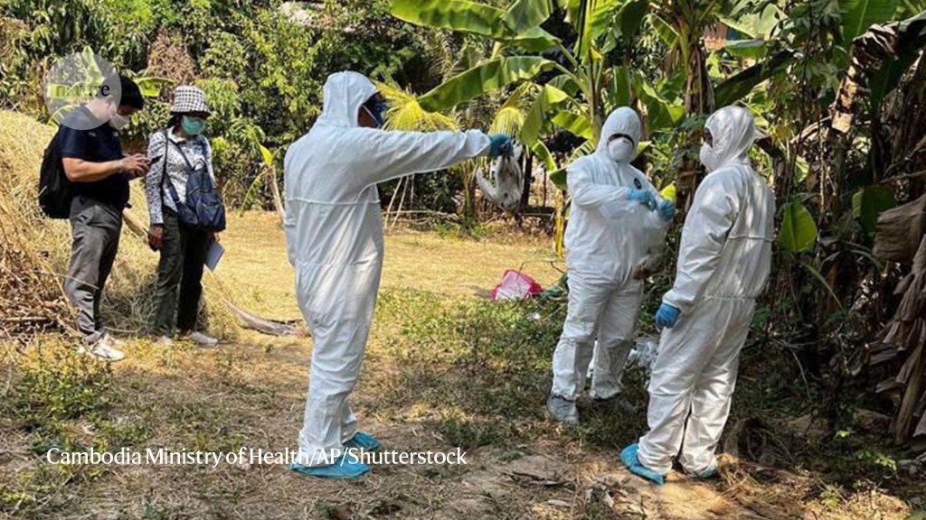 Girl who died of bird flu did not have widely-circulating variant