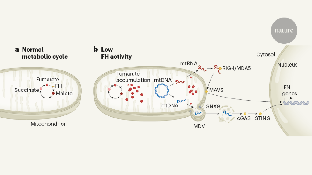 Mitochondrial molecule controls inflammation