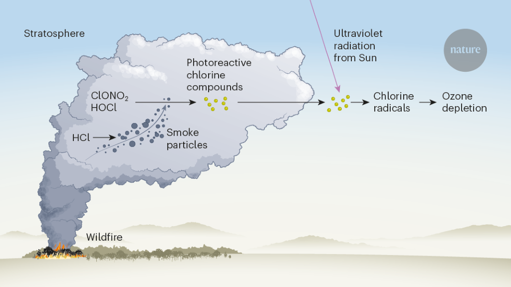 How wildfires deplete ozone in the stratosphere