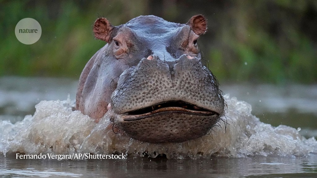Pablo Escobar’s ‘cocaine hippos’ spark conservation row