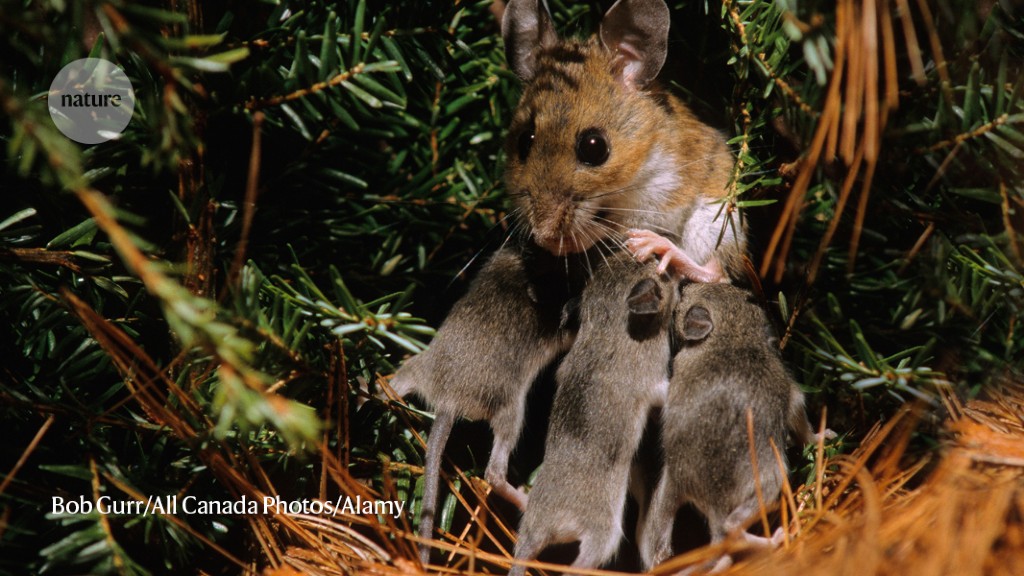 These baby mice bawl loudly — and Mum rushes over