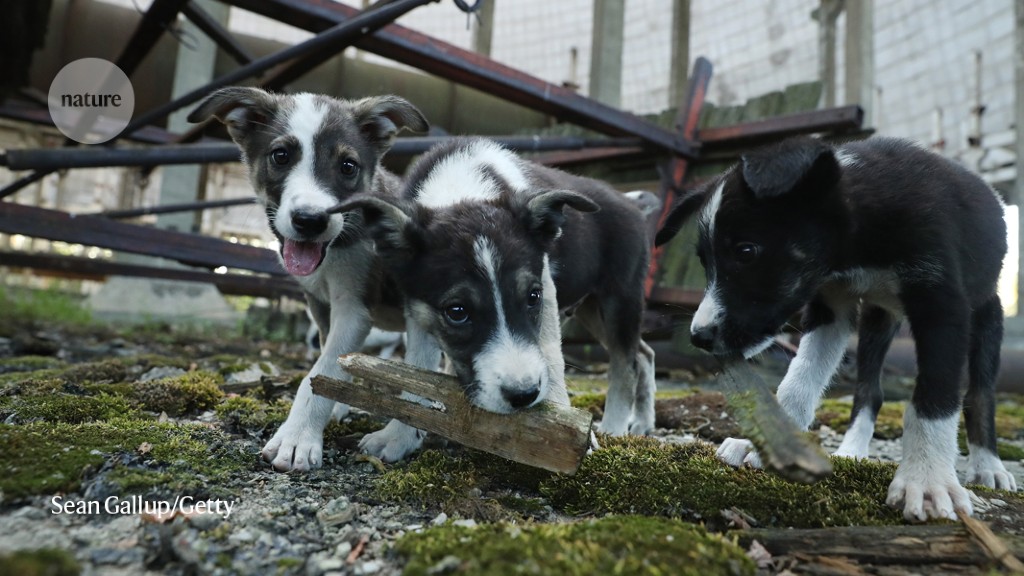 What Chernobyl’s stray dogs could teach us about radiation