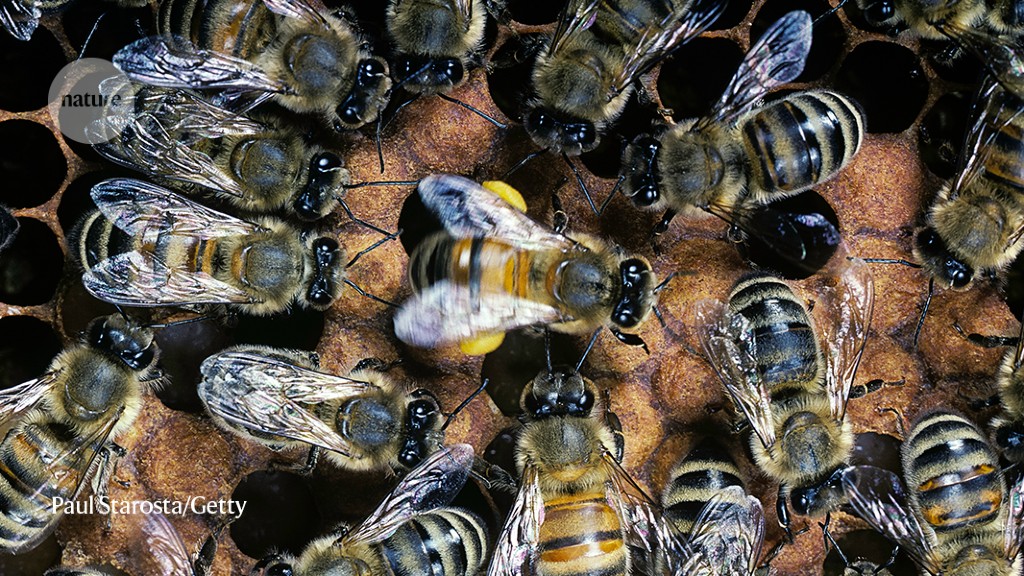 Watch them waggle: bees dance better after lessons from elders