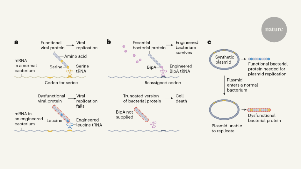 Synthetic bacterial genome upgraded for viral defence and biocontainment