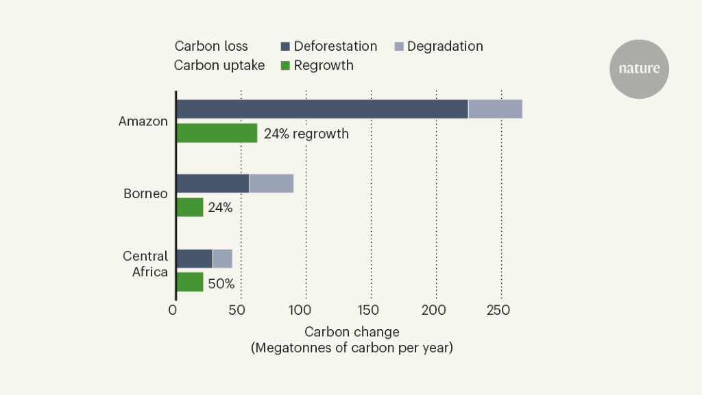 Regrowing tropical forests absorb megatonnes of carbon