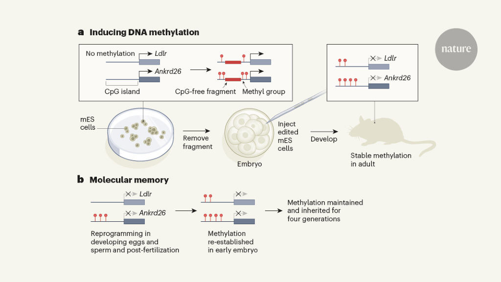 Inheritance of epigenetic DNA marks studied in new mouse model
