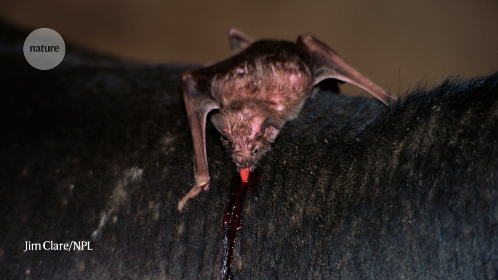 Culling vampire bats failed to beat rabies – and made the problem worse