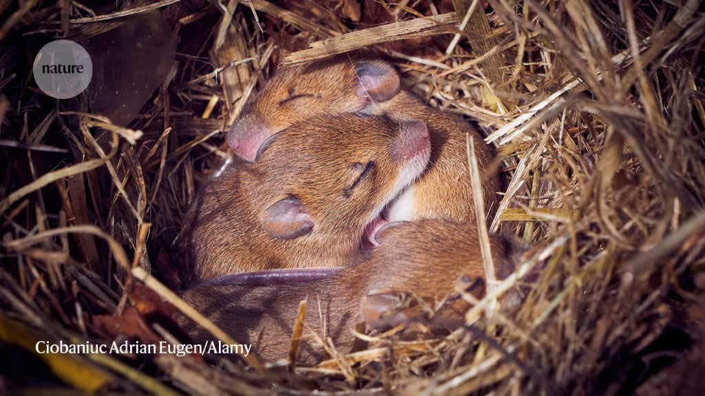 Mice with two dads: scientists create eggs from male cells