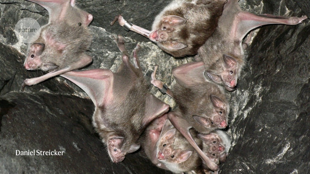 Fast-spreading virus could help to slash rabies in vampire bats