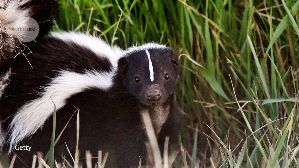 Bird-flu virus makes itself at home in Canada’s foxes and skunks