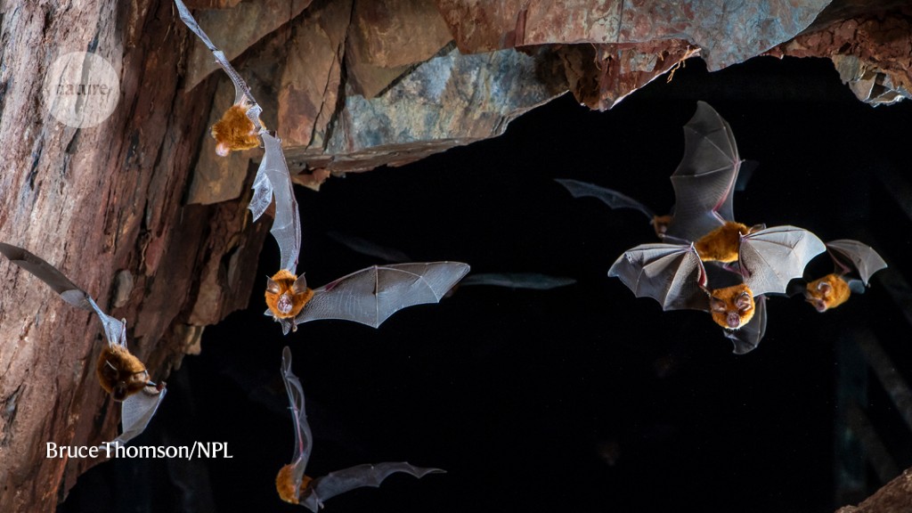 Bats play host to a horde of nasty viruses — can studying their immunity help stop pandemics?