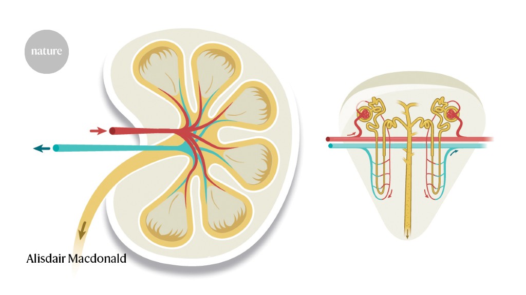 What is acute kidney injury? A visual guide
