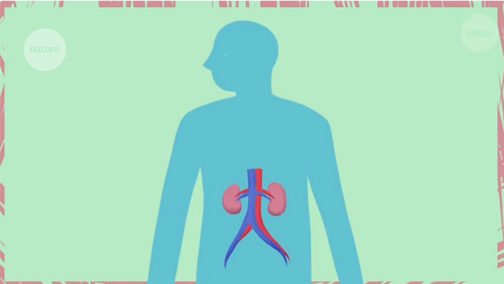 Video: Safeguarding the kidney