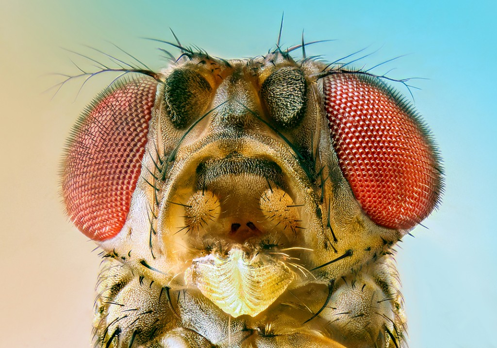 Fruit flies are first known animals that can taste alkaline foods