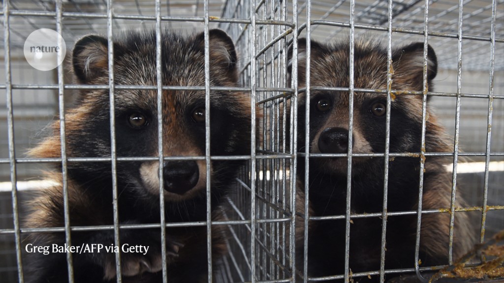 COVID-origins study links raccoon dogs to Wuhan market: what scientists think
