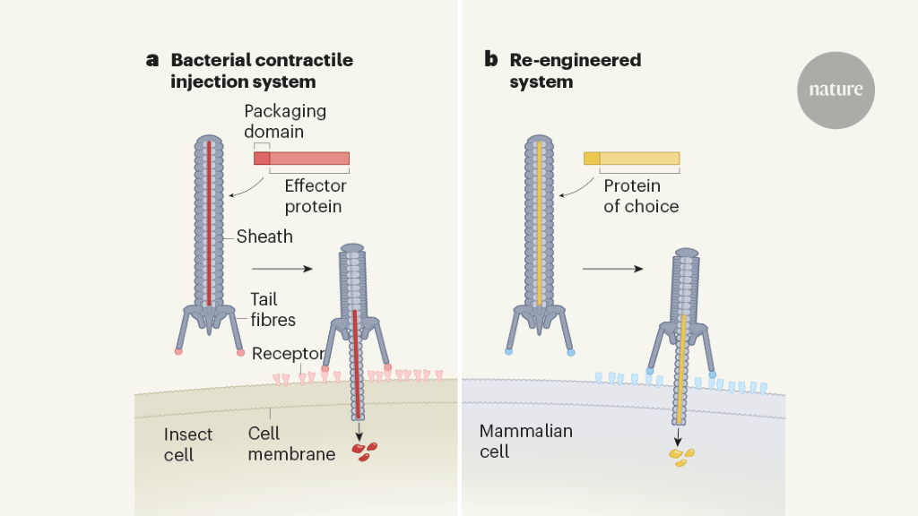 Mix-and-match tools for protein injection into cells