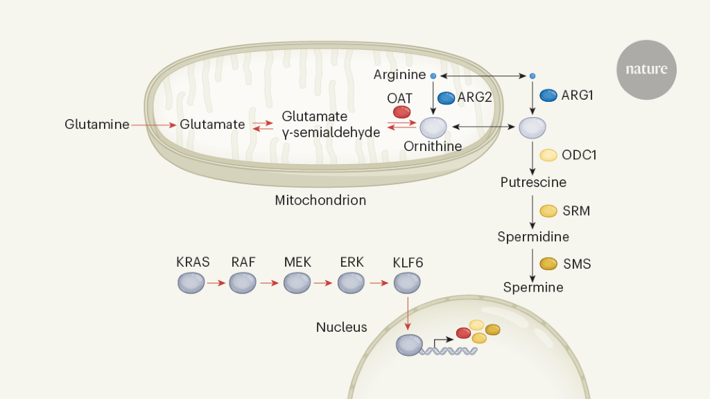 A metabolic vulnerability of pancreatic cancer