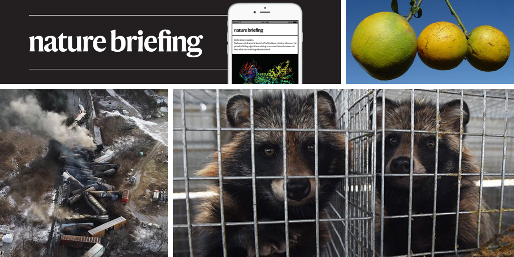 Daily briefing: COVID origin linked to raccoon dogs