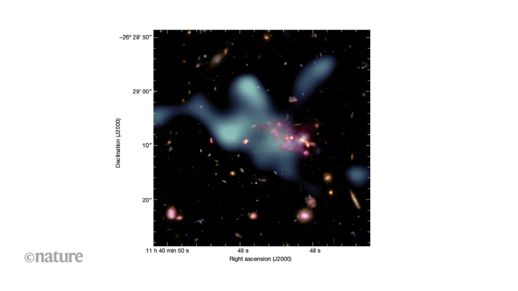 Clues to the assembly of an infant galaxy cluster