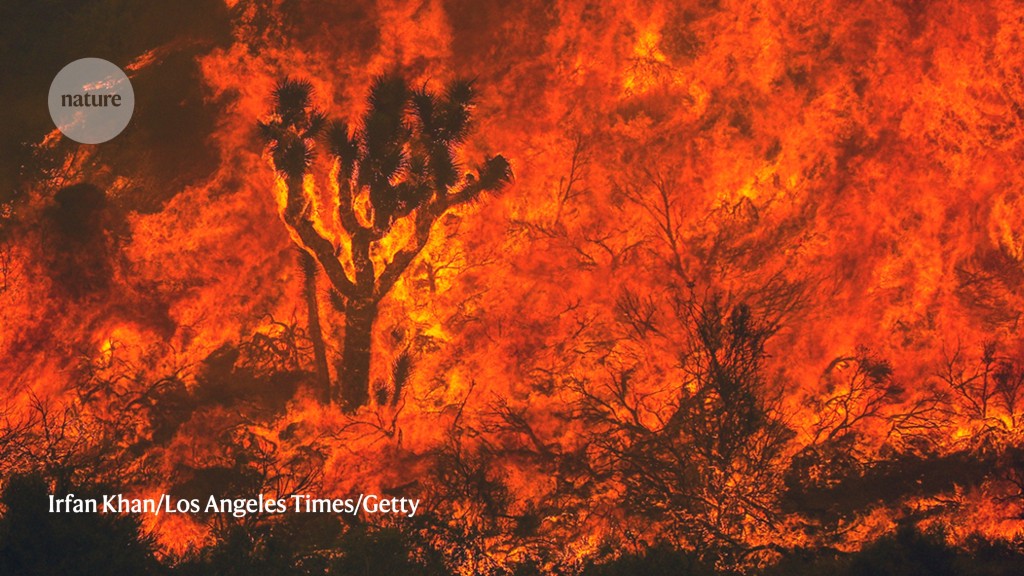 Fierce fires lessen a forest’s appetite for carbon