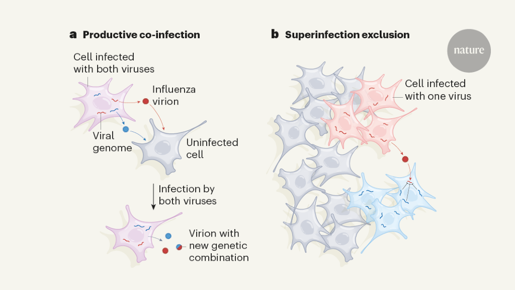 When influenza viruses don’t play well with others
