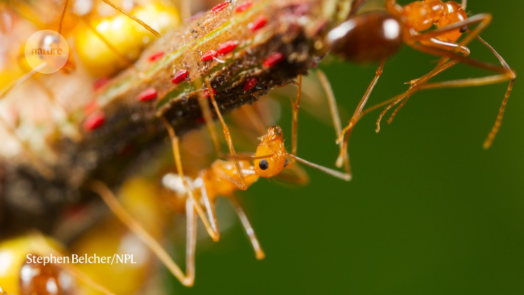 Crazy ants’ strange genomes are a biological first